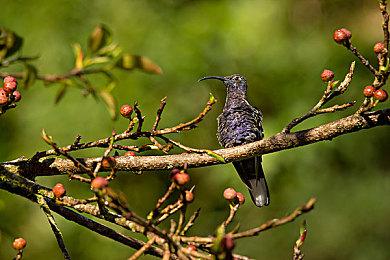《彩虹六号：异种》干员Rook介绍 大家快来舔包啦！